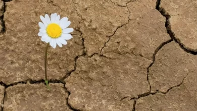 محله تاب‌آور: سنگ‌بنای جامعه پایدار