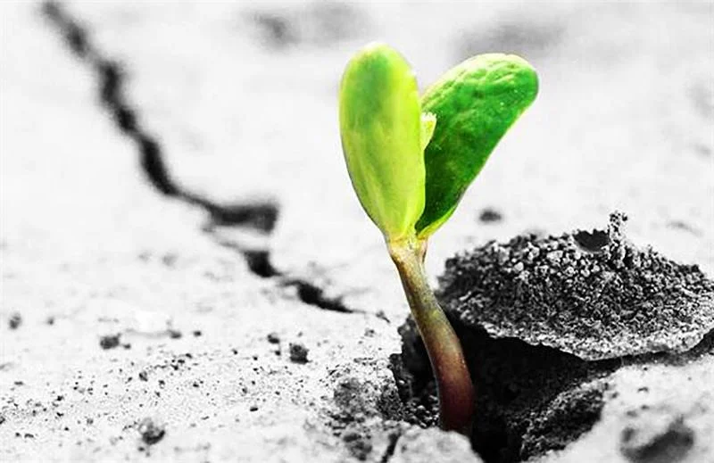 حمایت اجتماعی کلیدواژه تاب آوری