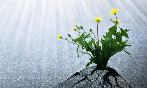 چارچوب های ارزیابی تاب آوری اجتماعی در مدیریت بلایا