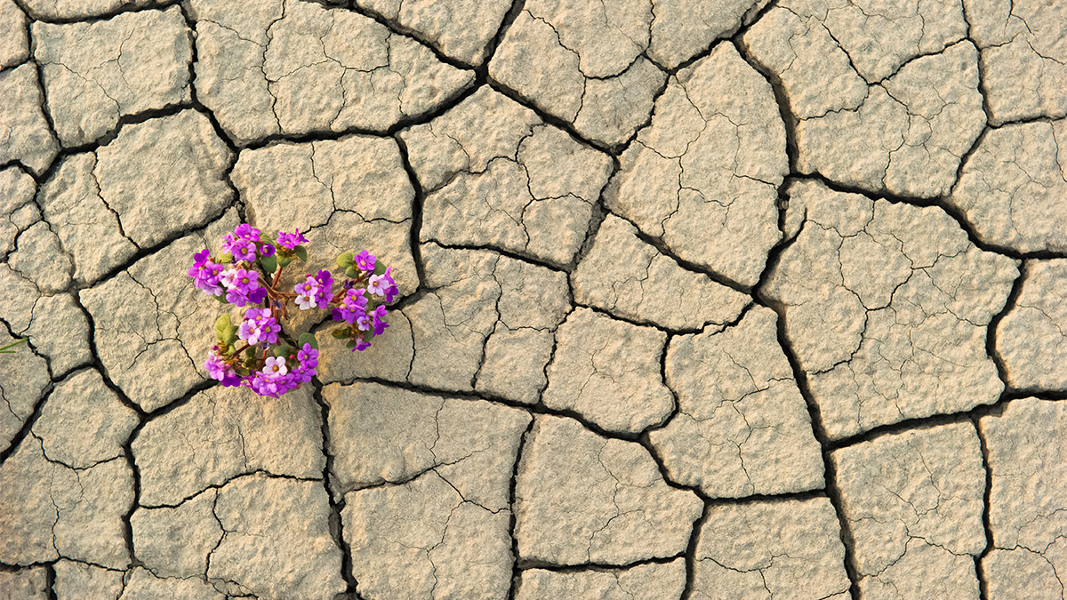 دوره آموزشی توسعه تاب آوری فردی