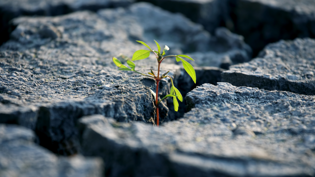 تابآور چیست؟