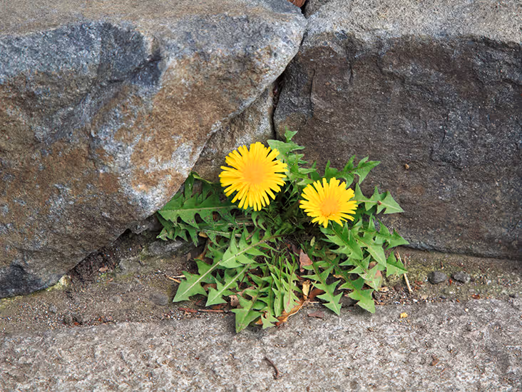 چالش های نوظهور و مسیرهای تاب آوری در طول زمان