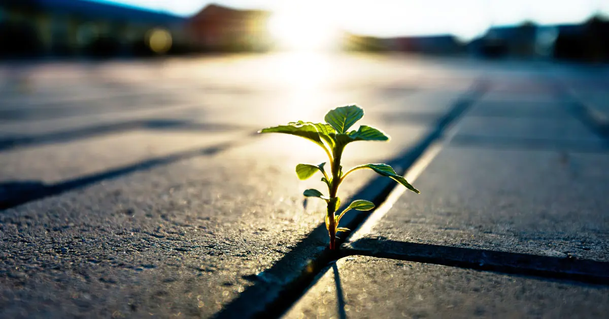 محلهمحوری به مثابه ستون تابآوری اجتماعی و ارتقای سرمایه اجتماعی: تحلیلی بر رویکرد سازمان بهزیستی در ایران