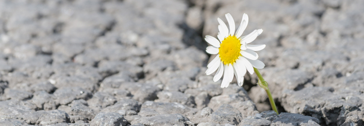 ارتقای تاب آوری فردی