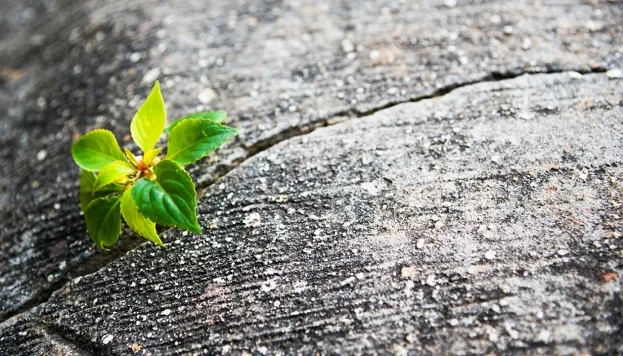 تحقیق تاب آوری چیست؟