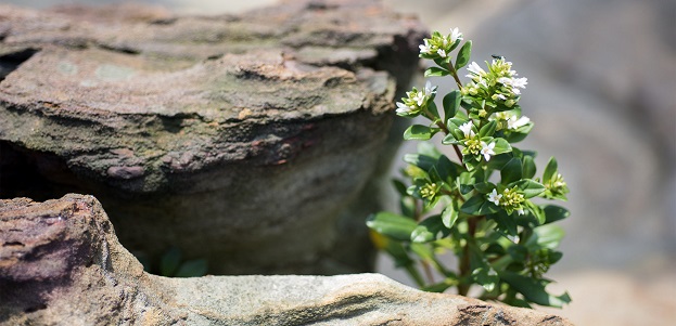 Tools and Resources The resilience concept