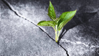 آموزش تابآوری به بزرگسالان از طریق رسانه تاب آوری