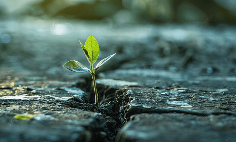 میزگرد تاب آوری: نگاهی به چالشها و راهکارها