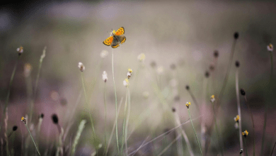 آموزش تاب آوری چگونه خودآگاهی ایجاد می کند؟