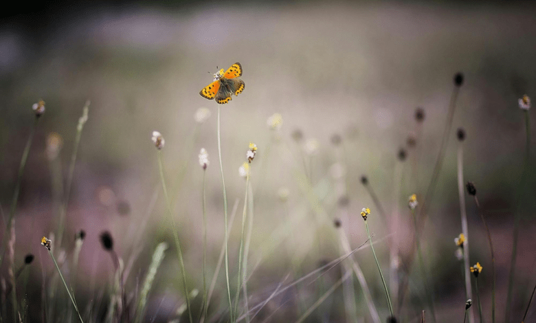 آموزش تاب آوری چگونه خودآگاهی ایجاد می کند؟