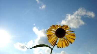 بنیانگذار رسانه تاب آوری ایران: تاب آوری صبوری نیست اما صبر در بطن فرایند تاب آوری نهفته است