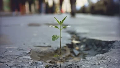 تابآوری در بحران ویژه مددکاران اجتماعی