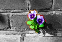 تاب‌آوری در انواع سوگ: راهی برای التیام و سازگاری