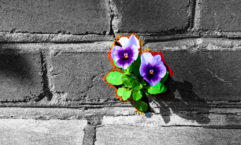 تاب‌آوری در انواع سوگ: راهی برای التیام و سازگاری