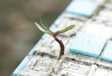 مدیریت ریسک و تاب‌آوری جامعه‌محور