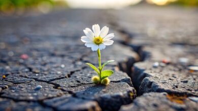 تاب‌آوری مددکاران اجتماعی در بحران