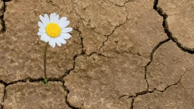 انسان تاب آور کیست؟ بررسی جامع مفاهیم و مولفههای کلیدی تاب آوری