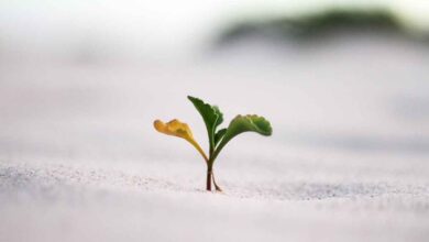 آموزش تاب‌آوری به خانواده در شرایط طلاق: راهکارهای علمی و عملی