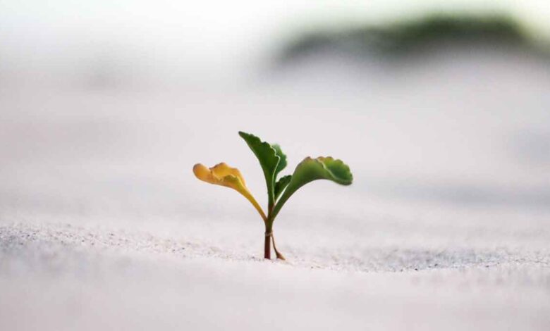 آموزش تاب‌آوری به خانواده در شرایط طلاق: راهکارهای علمی و عملی