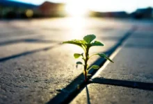 مدل‌سازی طرحواره‌های منعطف: زیربنای نوین تاب‌آوری روان‌شناختی