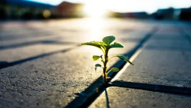 مدل‌سازی طرحواره‌های منعطف: زیربنای نوین تاب‌آوری روان‌شناختی