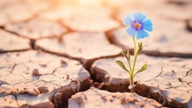 تابآوری؛ از «نمایش» تا «دانش»