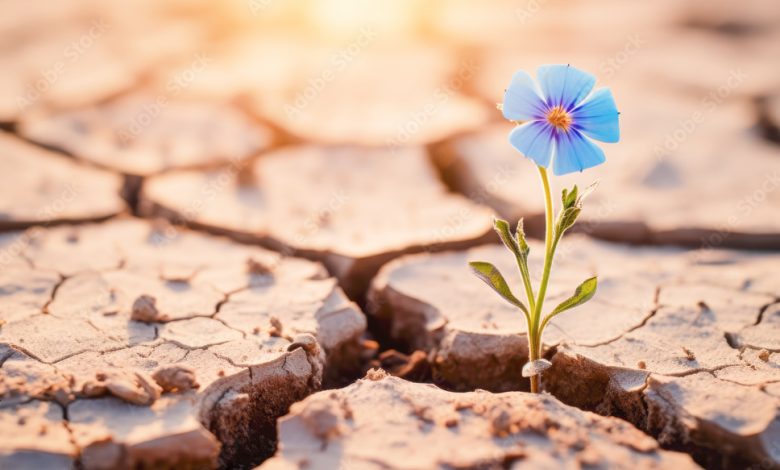 تاب‌آوری؛ از «نمایش» تا «دانش»