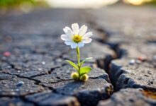 مدل‌سازی آموزش تاب‌آوری