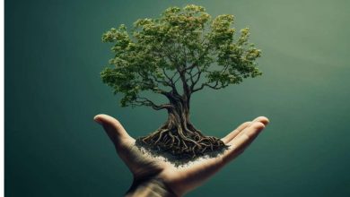 مسیر تاب‌آوری و رویش دوباره